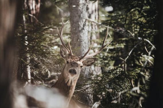 Przyrodnik: nie należy dokarmiać dzikich  zwierząt 