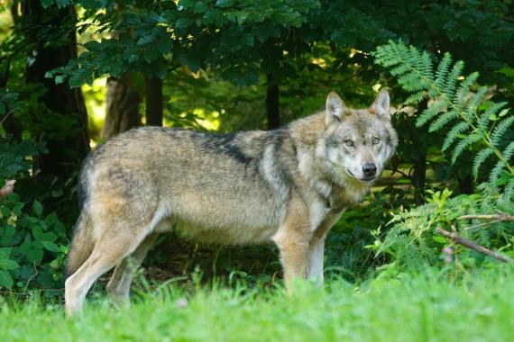 Wilk był widziany niedaleko Tarnowa